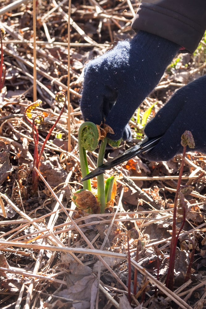 Gloved hands cutting a fiddlehead from the crown.