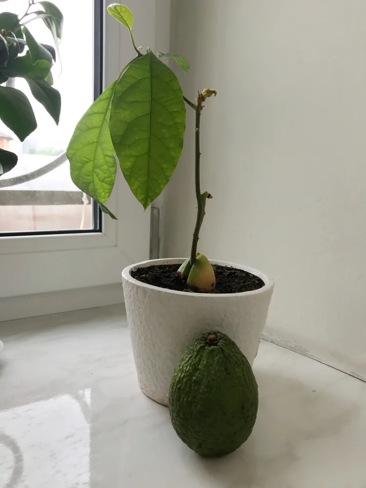 A small potted avocado tree in a sunny windowsill. An avocado is leaning against the pot.