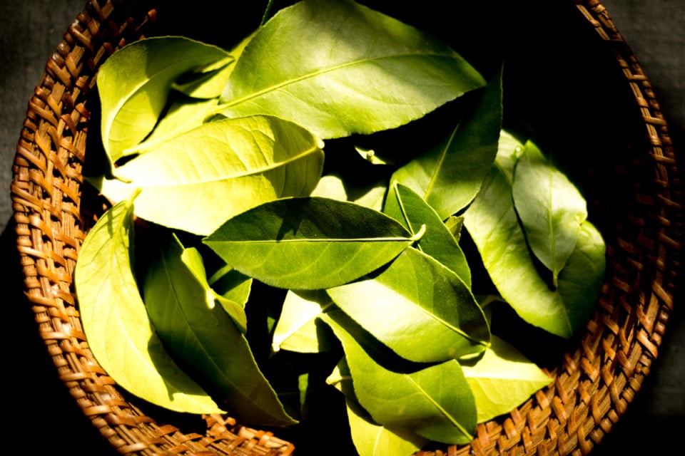 7 Uses For Citrus Leaves You've Got To Try
