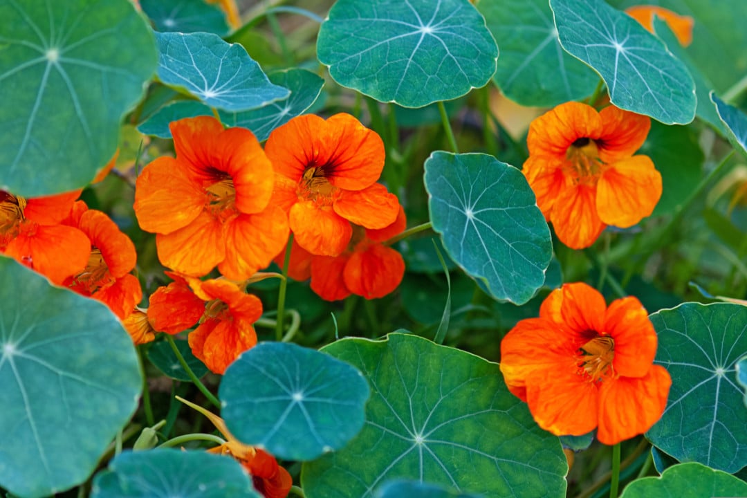 15 Uses For Nasturtium Leaves, Flowers, Seeds & Stems