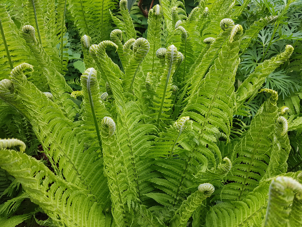 A crown of ferns, nearly completely unfurled.