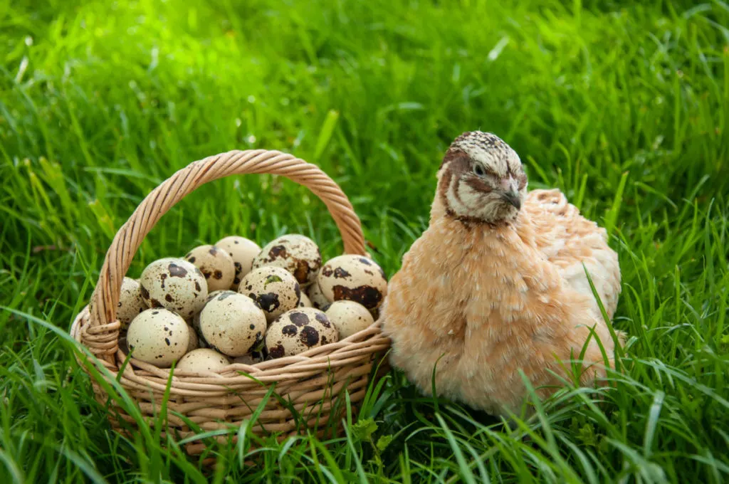 A quail hen sits in green grass next to a small basket filled with quail eggs. 