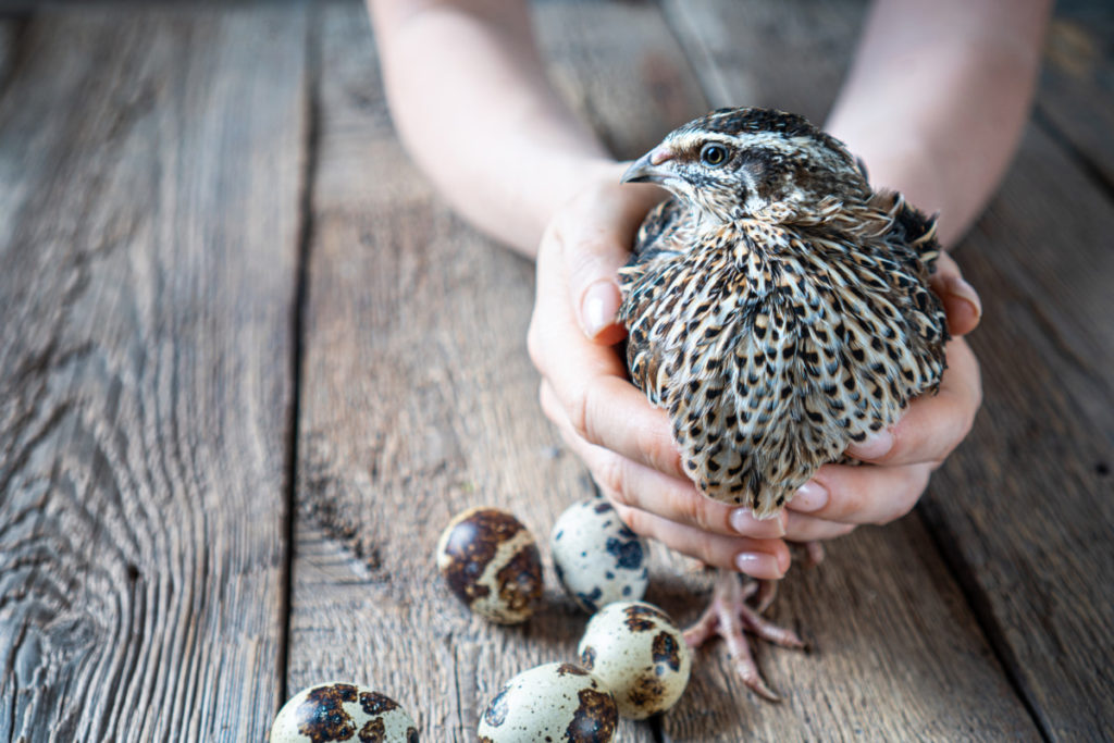 A woman is holding a quail between her hands. There are quail eggs on the wood floor next to the bird.