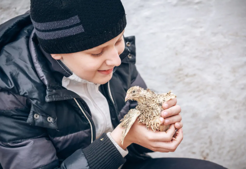 A small boy holds a quail hen in his hands. He is smiling at the bird.