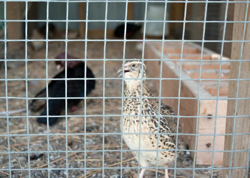 A quail with it's beak open sitting inside a fenced in hutch.