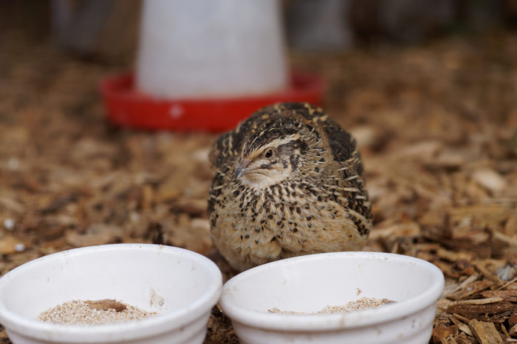 A small quail chick sits in front of two small white bowls filled with feed. 