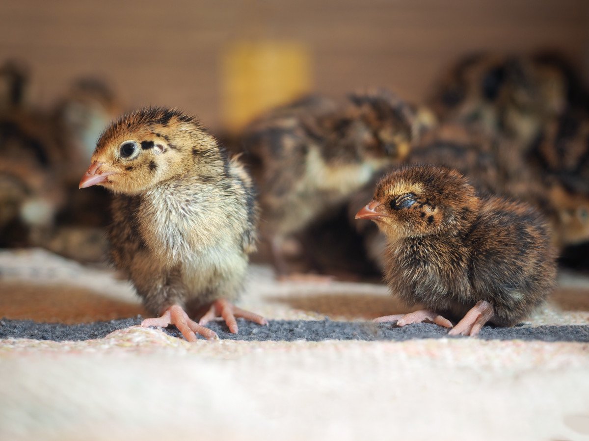 11 Reasons to Raise Quail Instead of Ducks or Chickens + How to Get Started
