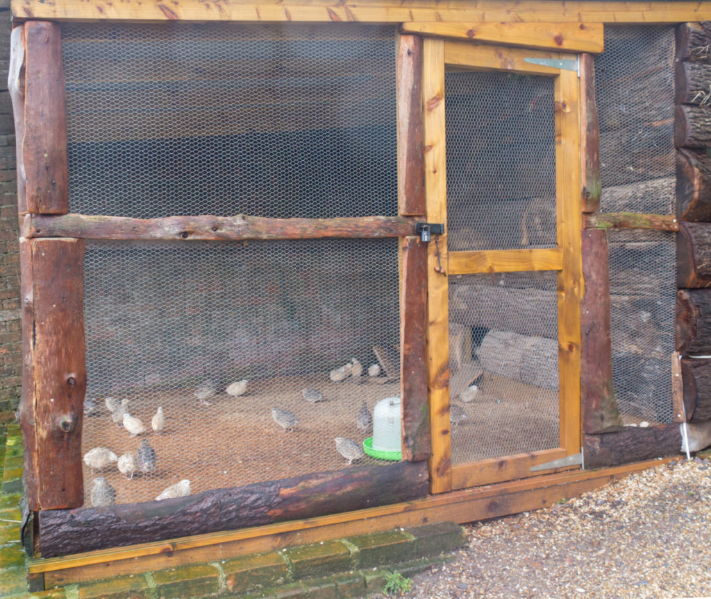 A large rustic quail coop with a couple dozen birds grazing inside it. 