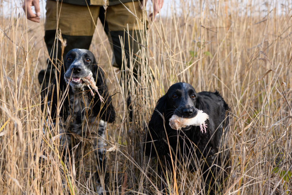 Two bird dogs in a field with a hunter. Both dogs have a bird in their mouths. 