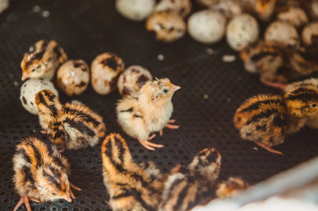 A number of quail chicks and unhatched quail eggs in an incubator.