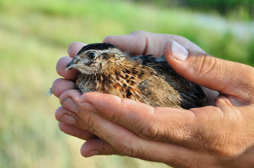 Hands holding a small quail outside in the sunshine.