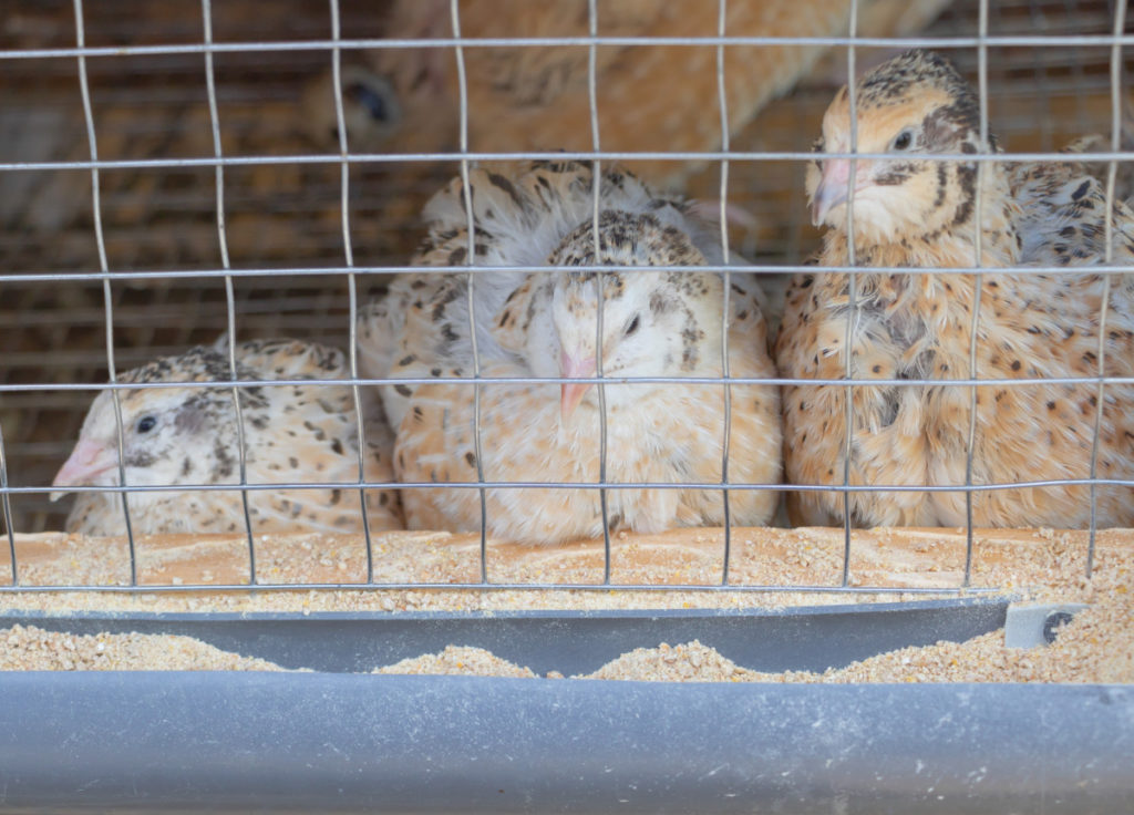 Several quail are eating grain from a feeder in their pen.