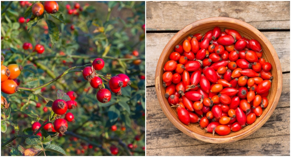 How and When to Wash Fresh Eggs - Rosehips & Honey