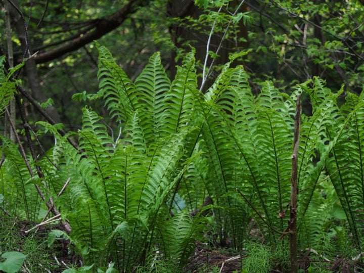 Edible Ferns Identifying, Growing & Harvesting Fiddleheads