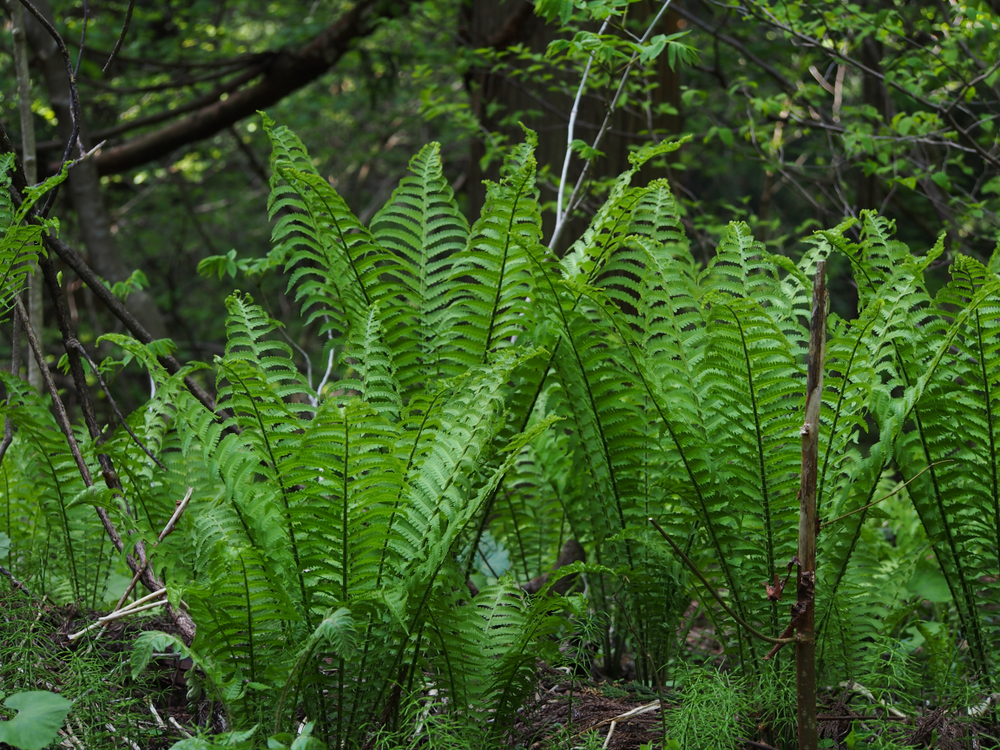 Tall, mature ferns growing in a forest. 