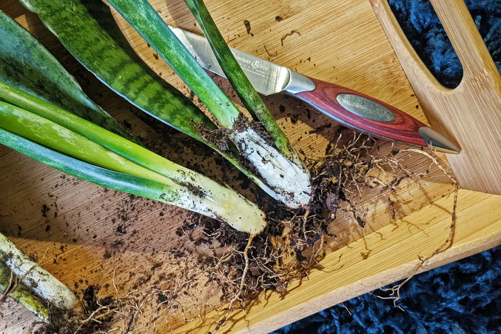 Close up of a snake plant that has been cut in half to create two new plants. 