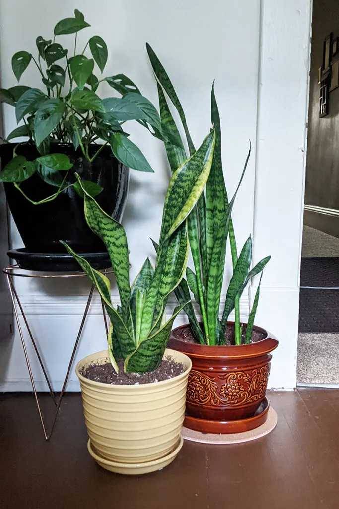 Two different types of snake plants grow in separate pots on the floor next to a swiss cheese plant. 