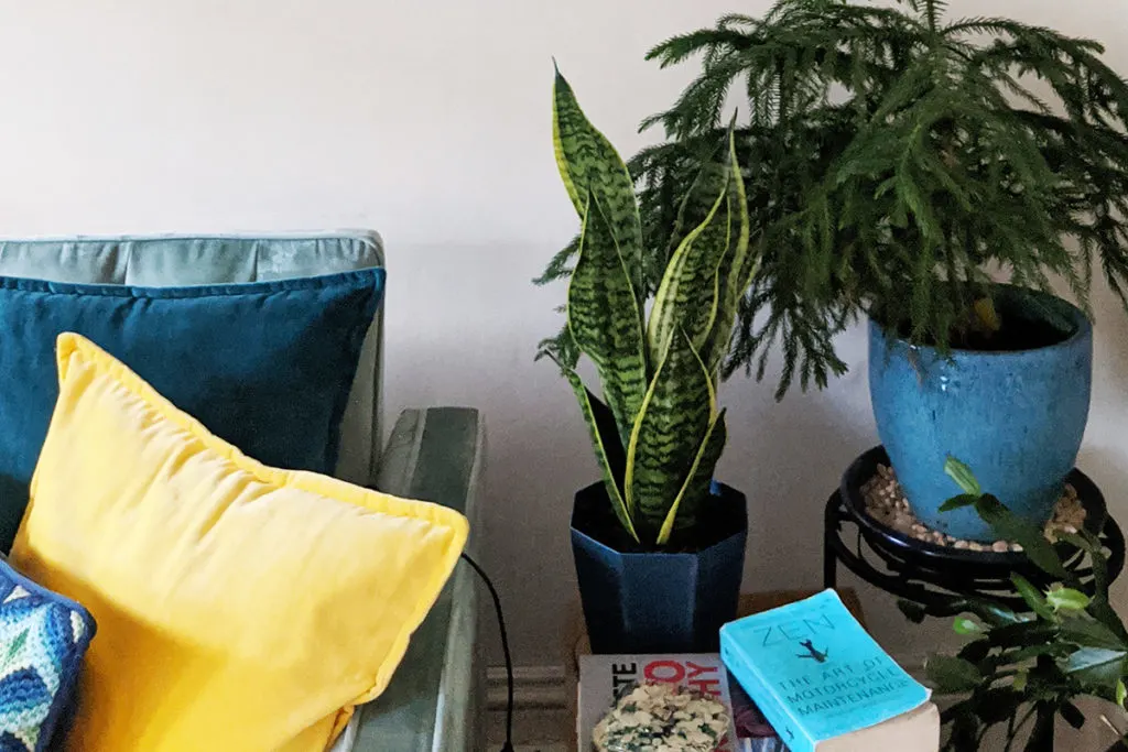 A healthy snake plant on a table next to a couch. 