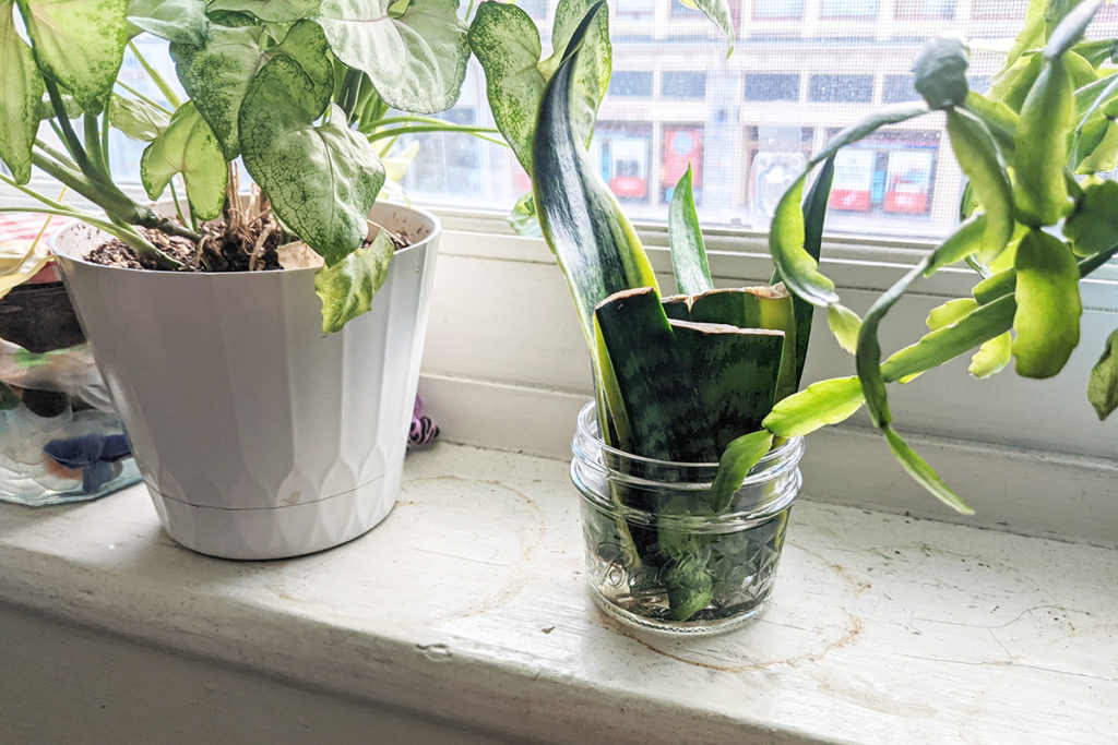 A single snake plant leaf has been cut into multiple leaf cuttings in a jar of water rooting. 