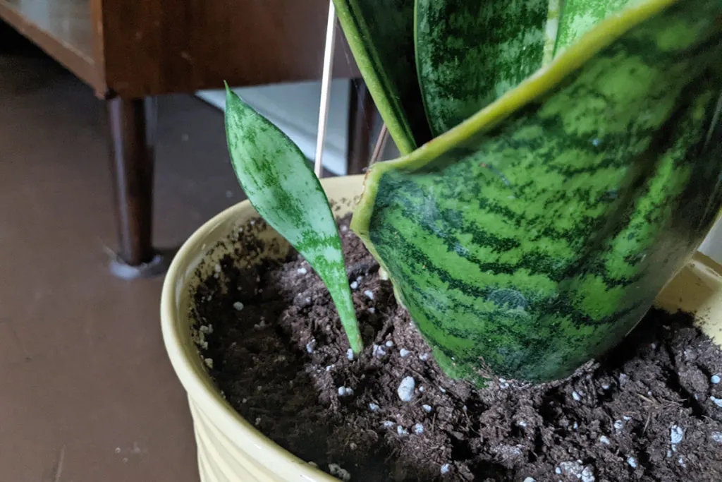 Snake plant pup growing out of the soil next to the mother plant. 