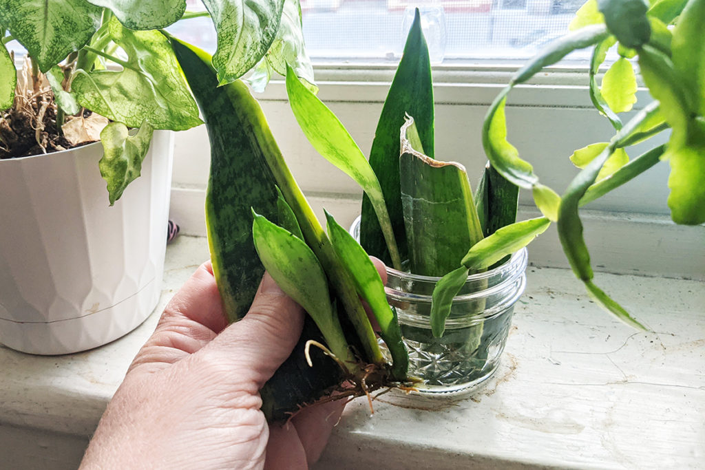 Tow new pups growing from a snake plant cutting. 