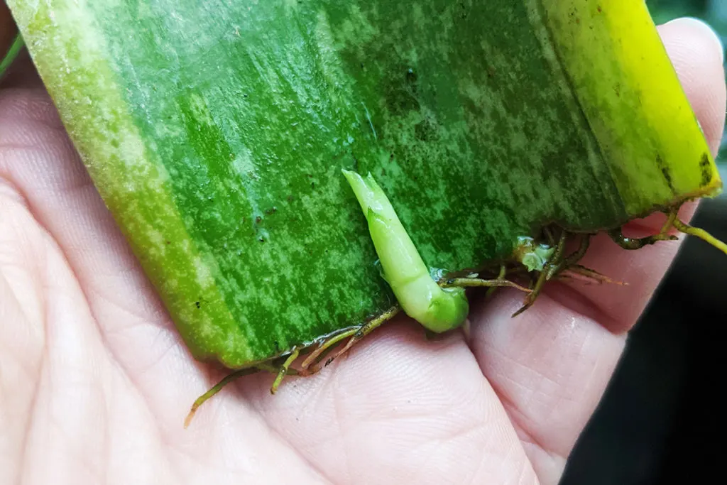 Close up of a new snake plant pup growing from a leaf cutting. 