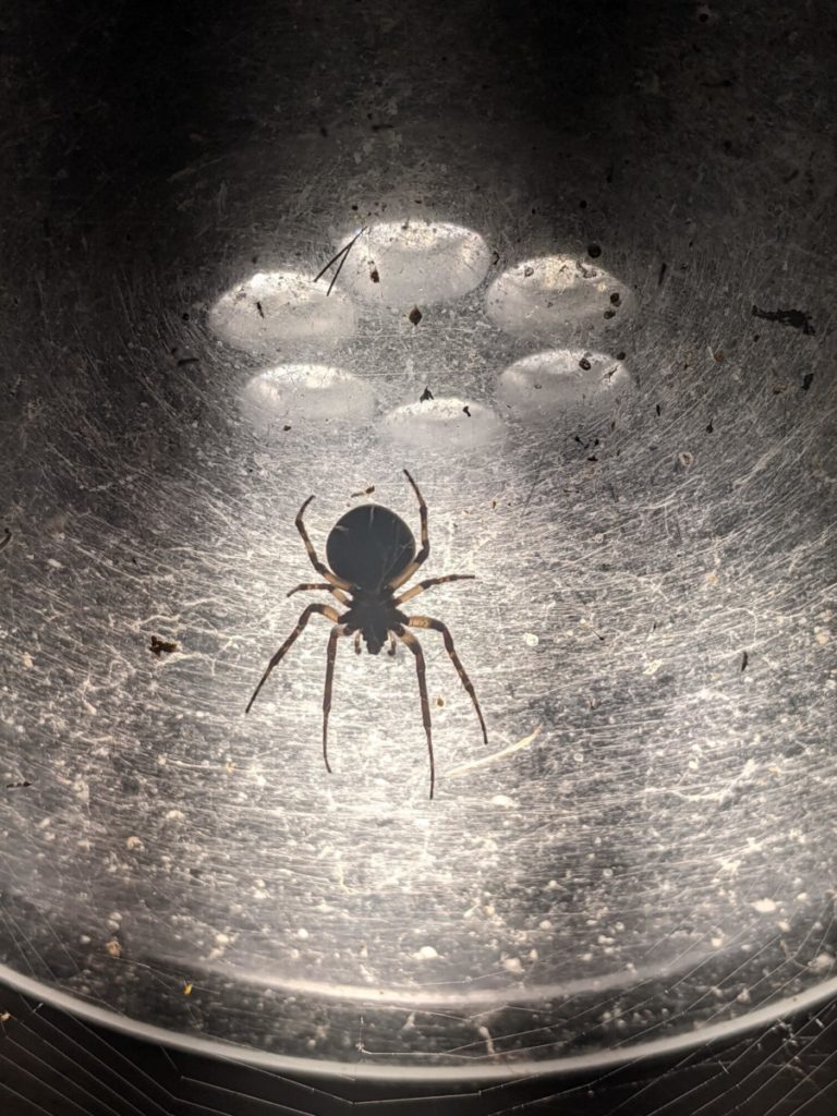 Close up photo of a spider in it's web in front of a landscape light