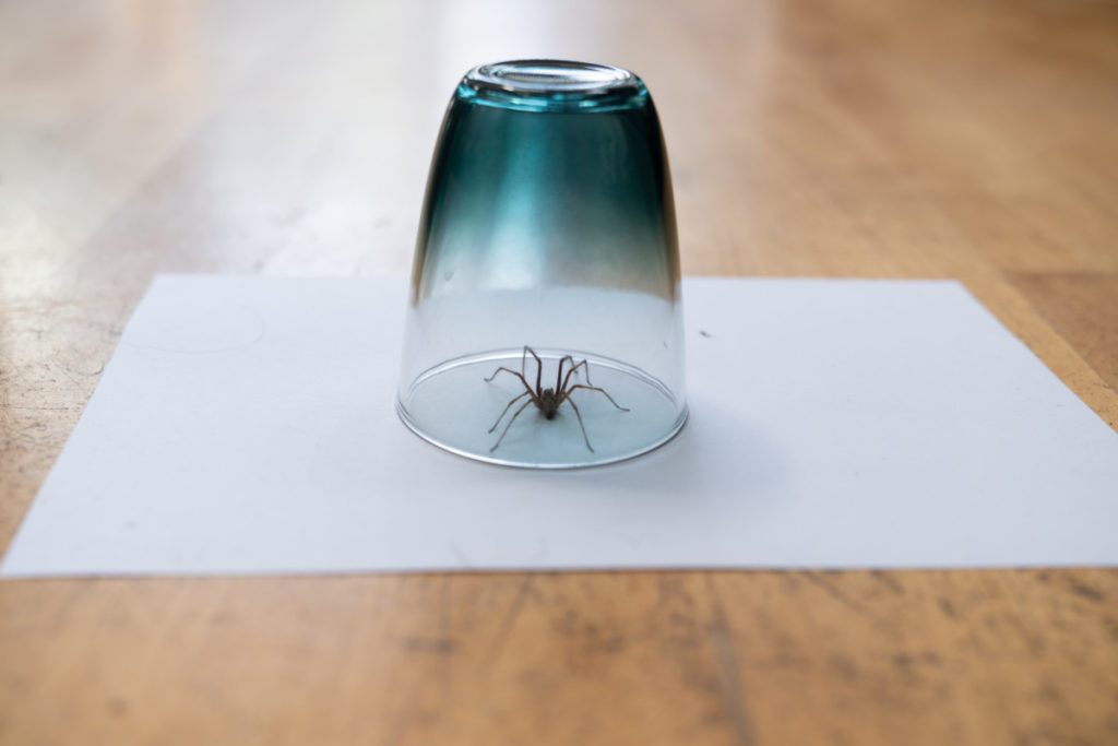 spider trapped under a glass