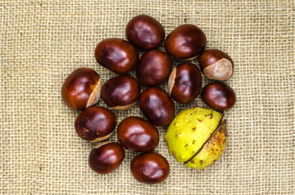 Horse chestnuts on burlap