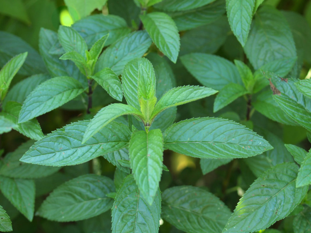 close up of peppermint plant