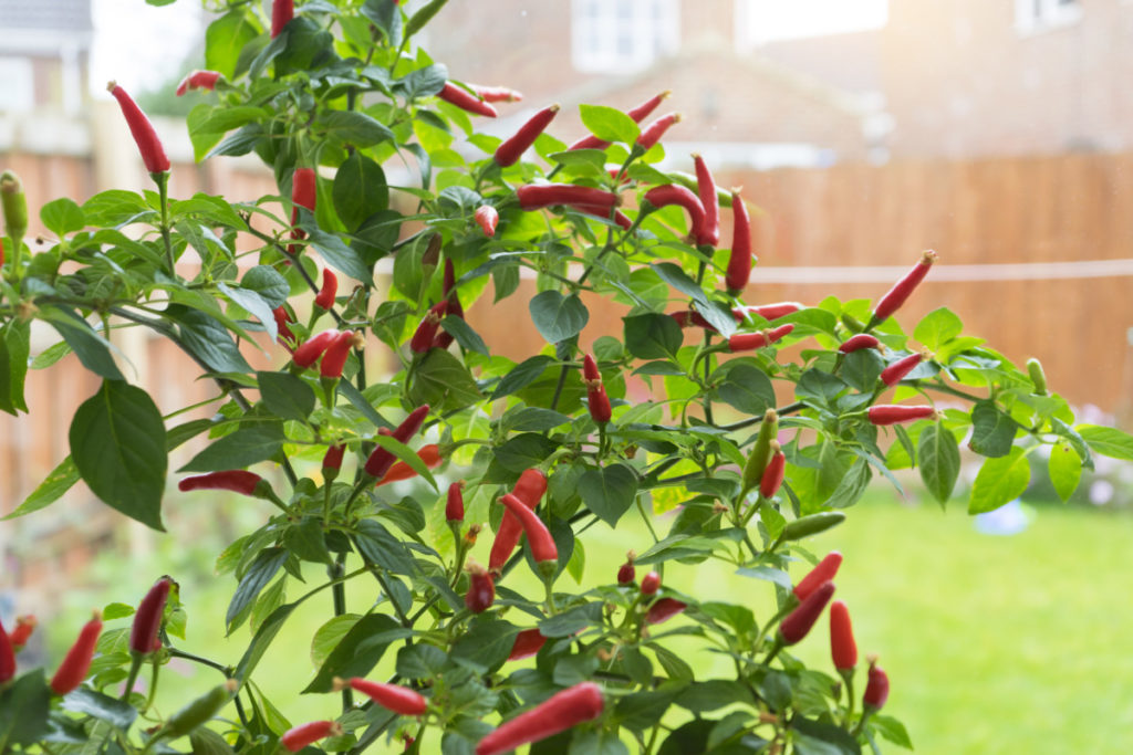 A birds eye pepper plant studded with dozens of bright red peppers. 