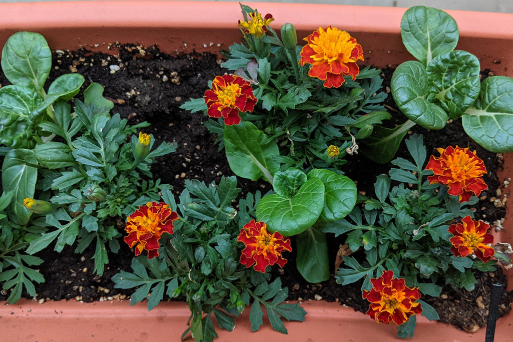 Overhead view of a window box with marigolds and tiny bok choy growing in it. 