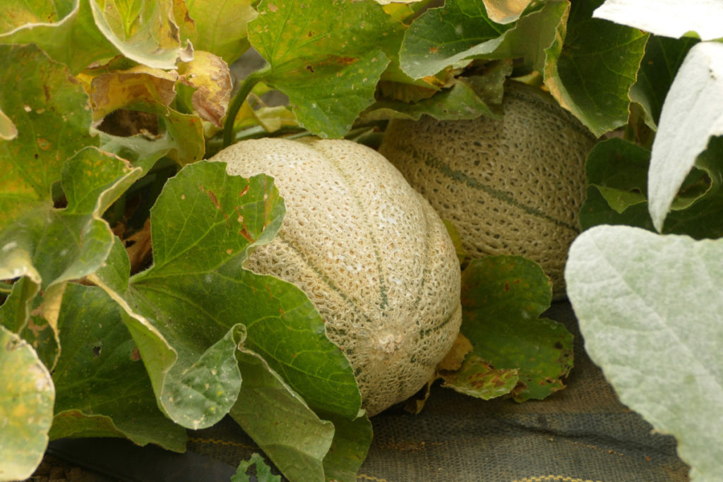 Two small cantaloupe growing under leaves. 