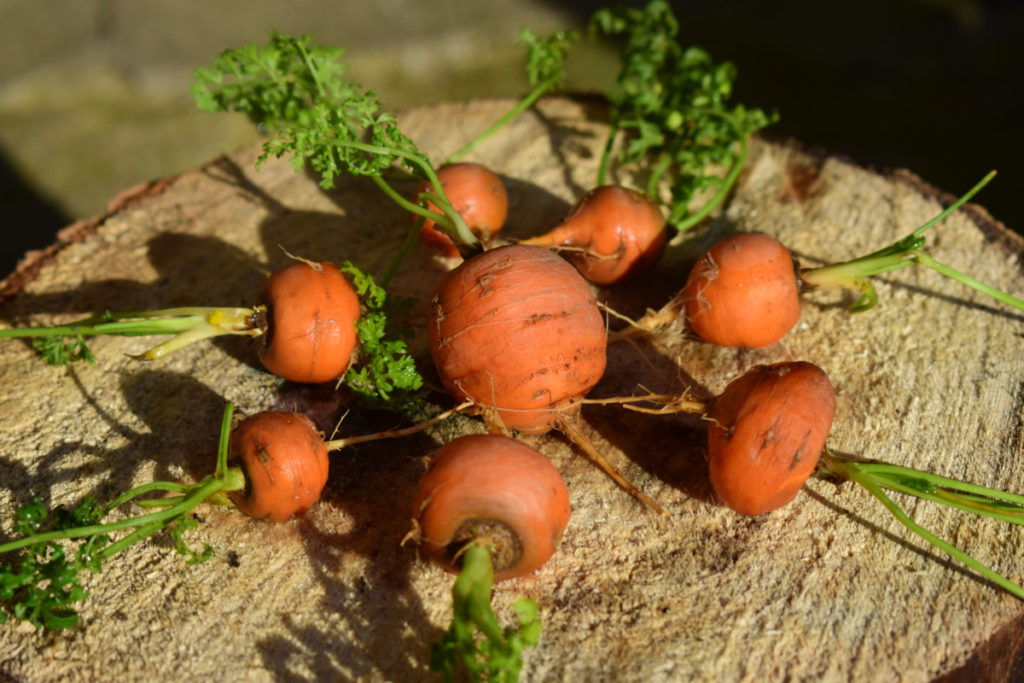 Small, orange pariseanne carrots on a stump in the sunshine. 