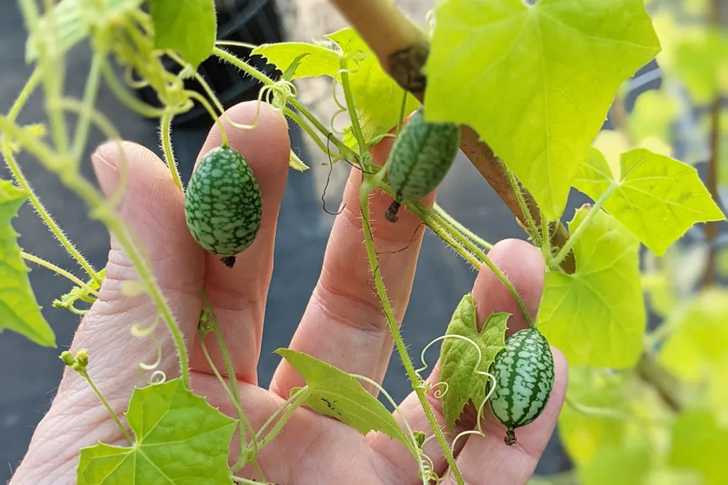 Woman's hand holding a cucamelon growing on the vine.