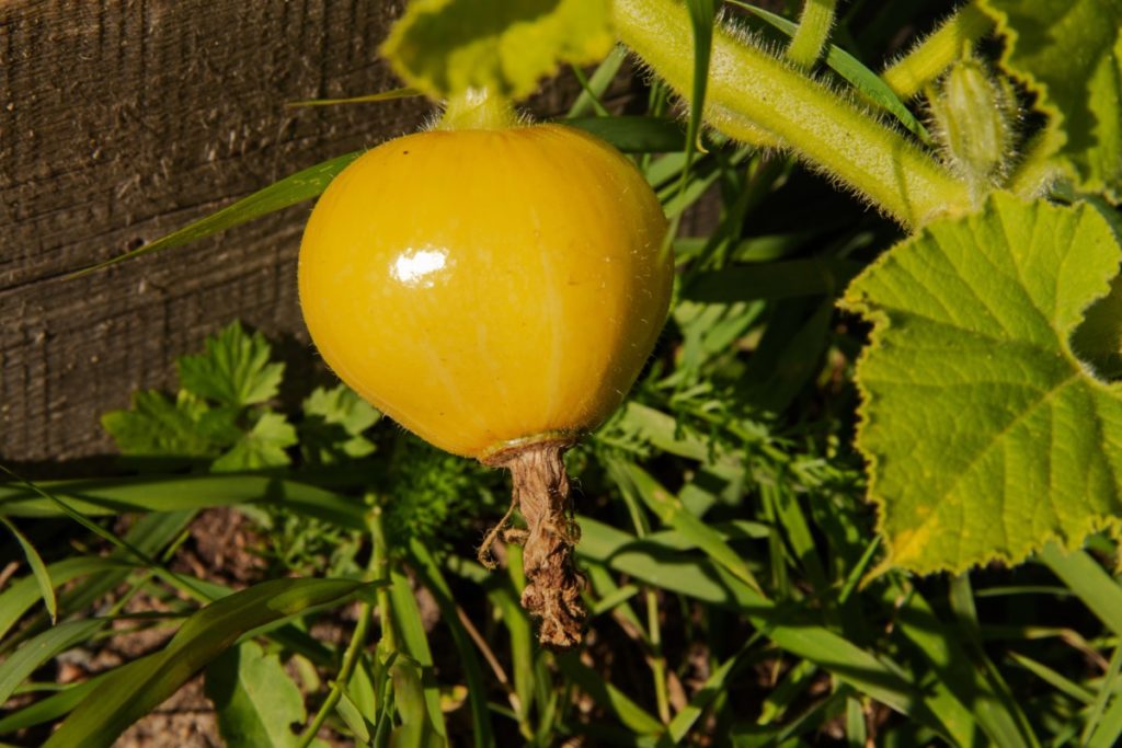 Close up of a bright yellow, lemon-shaped summer squash growing on a vine.