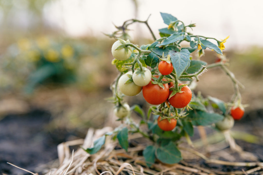 A micro tom tomato plant growing in a garden. It has plenty of ripe and unripe tomatoes on it. 