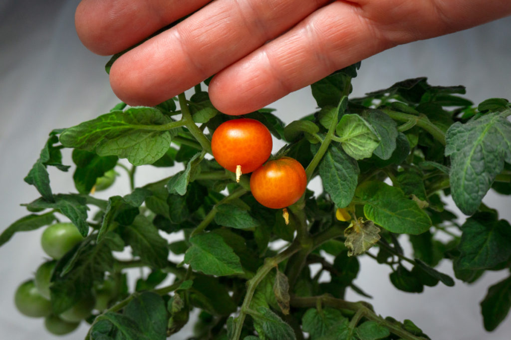 A hand next to a tiny orange hat tomato plant with several small tomatoes. 