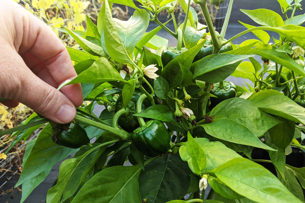 My hand holding a mini bell pepper among others growing on a plant. 