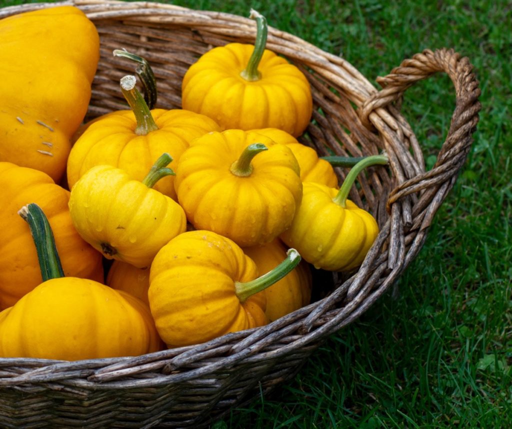 A basket of miniature pumpkins sitting in the grass. 
