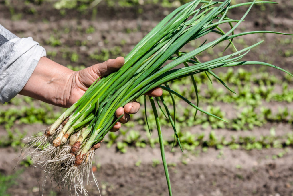 A man's hand is shown holding a bunch of freshly picked scallions.