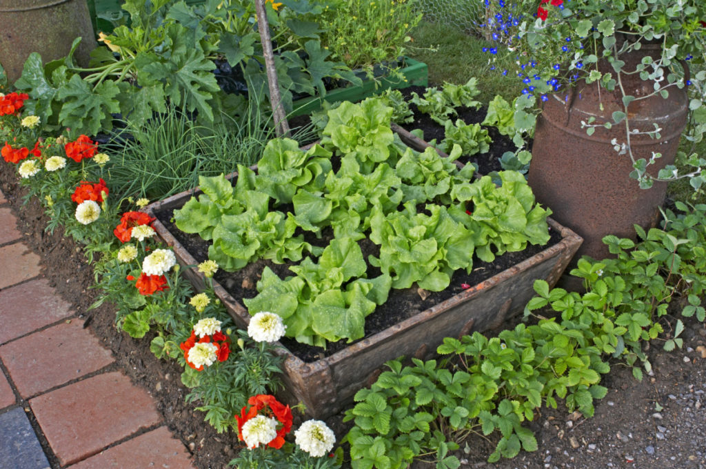Tom Thumb lettuces growing in a small container next to a walkway.