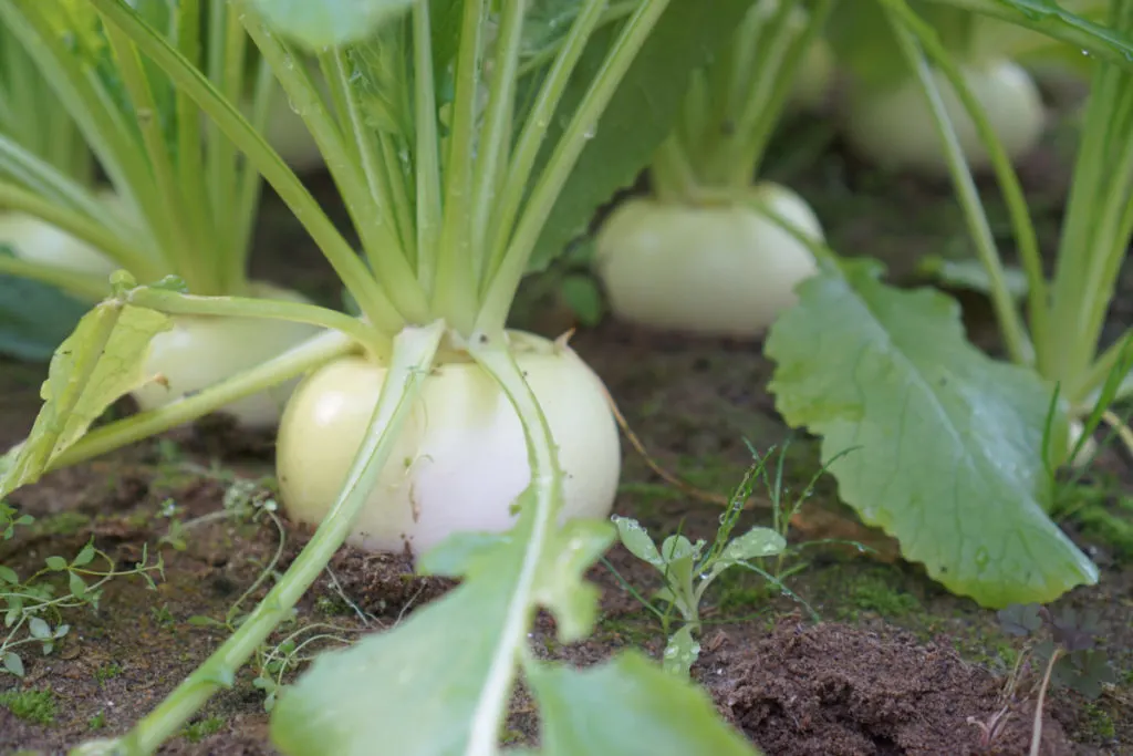 Small white Japanese turnips growing in the soil. 