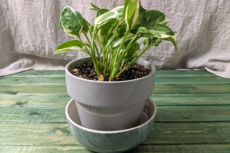 Why Is There White Mold On My Houseplant Soil & How Do I Fix It?