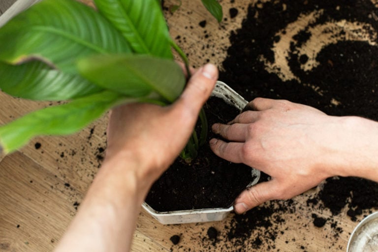Why Is There White Mold On My Houseplant Soil & How Do I Fix It?