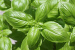 How to Grow Enormous Basil Plants: From Seed, Cuttings Or Starter Plant