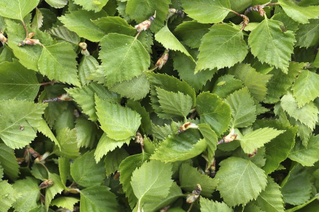 10 Trees With Edible Leaves to Forage or Grow