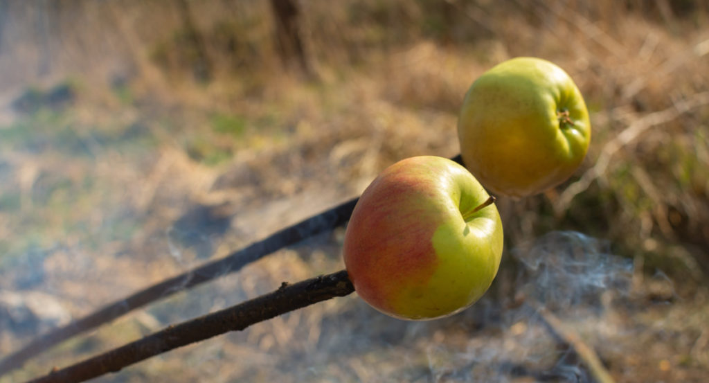 Two sticks with apples on the ends held over a fire (not pictured)