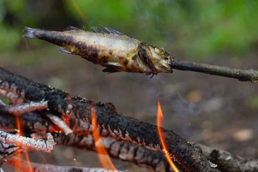 A fish, speared on a stick being roasted over a campfire.