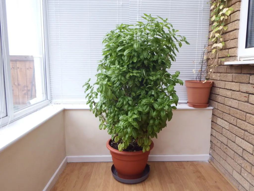 Eve give rent faktisk How to Prune Basil for Big, Bushy Basil Plants (With Photos)